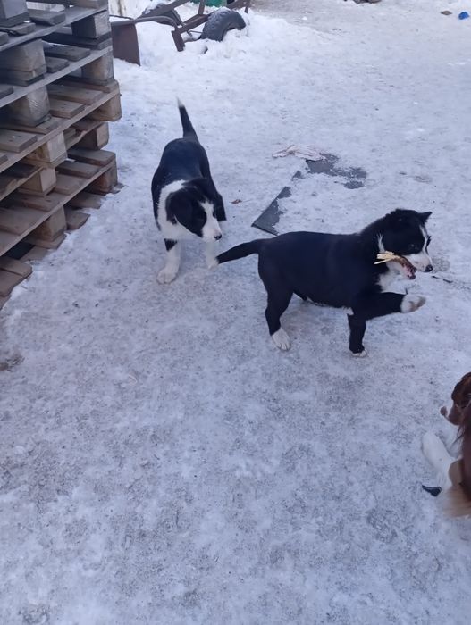 Щенки в добрые руки