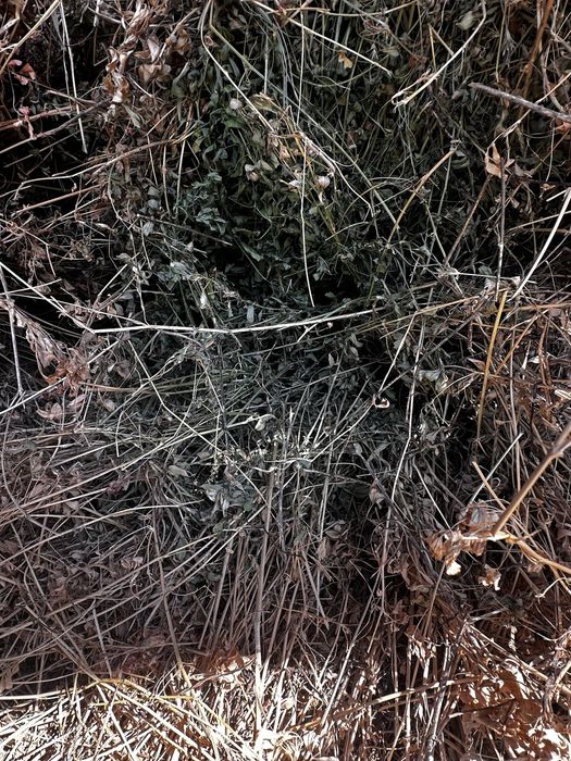 Beda sotiladi, 2 telishka chiqadi