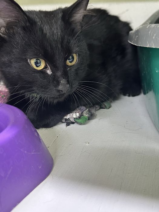 Котенок Сумрак ищет дом