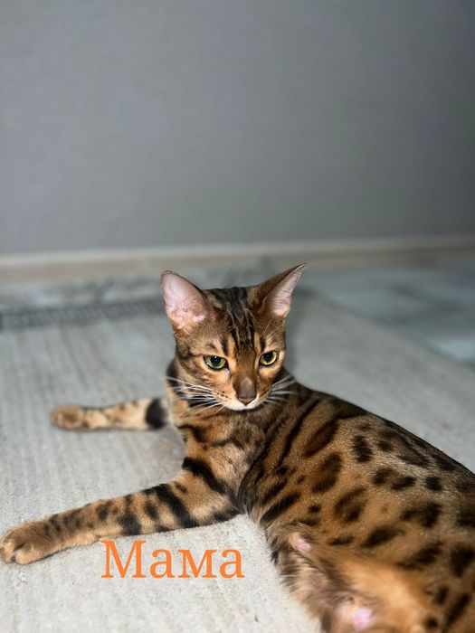 Бенгальские котята