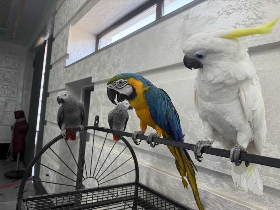 Продажа ручных попугаев Qo‘lga o‘rgatilgan to‘tiqushlar sotiladi