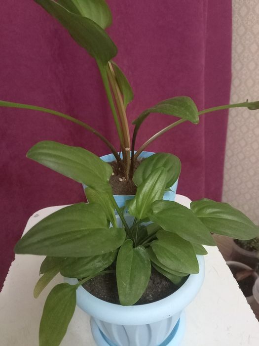 Комнатные цветы разные