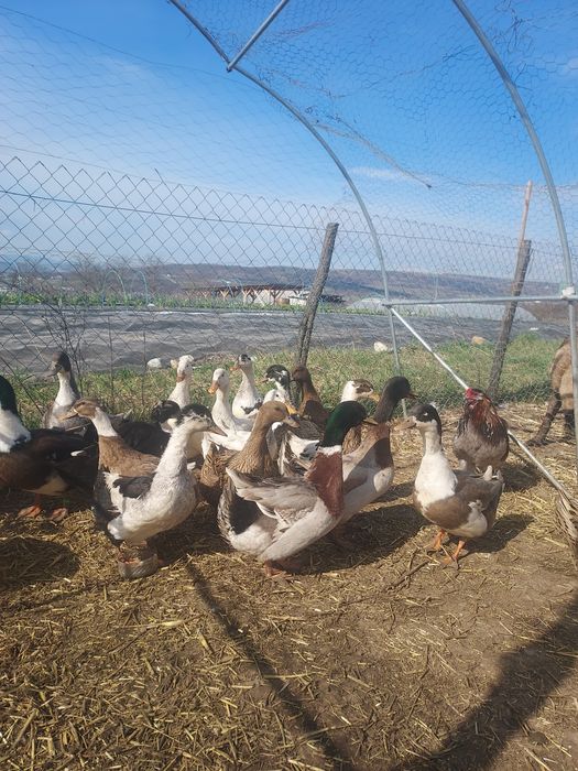 Rate si ratoi romanesti