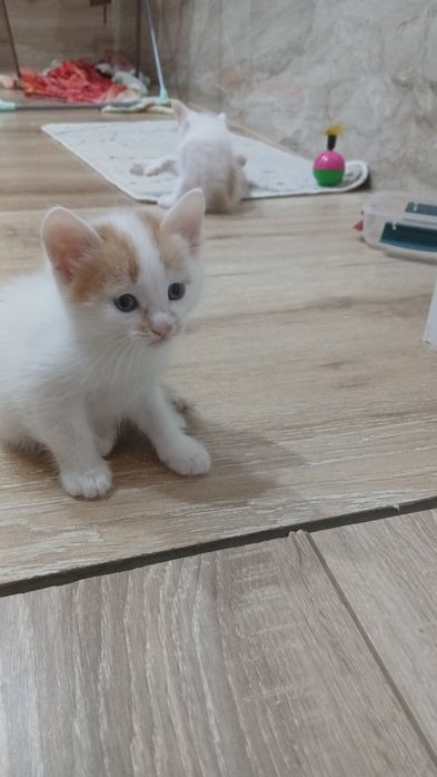 Марғаулар бар. 2 еркек