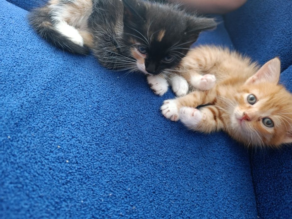Отдам котят в добрые руки