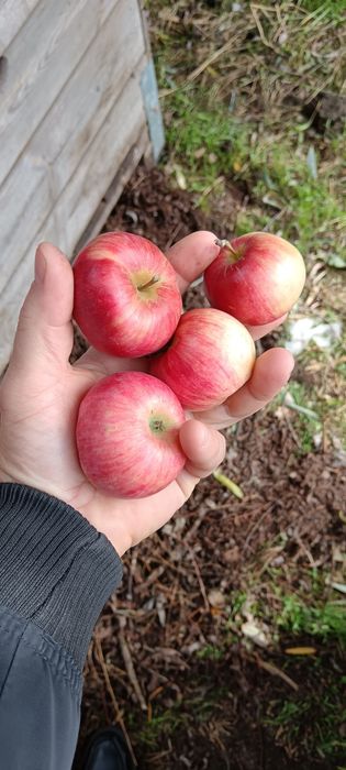 Mere de industrie pentru palinca