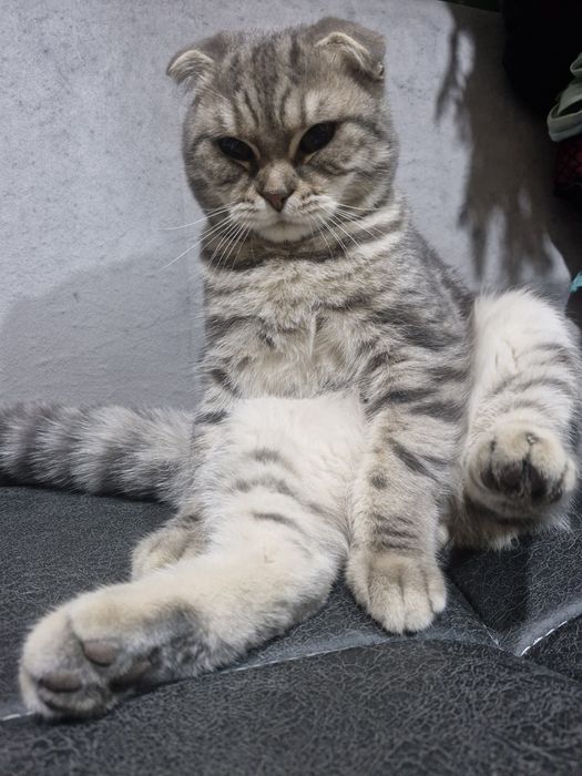 Взяка молодой Самец!