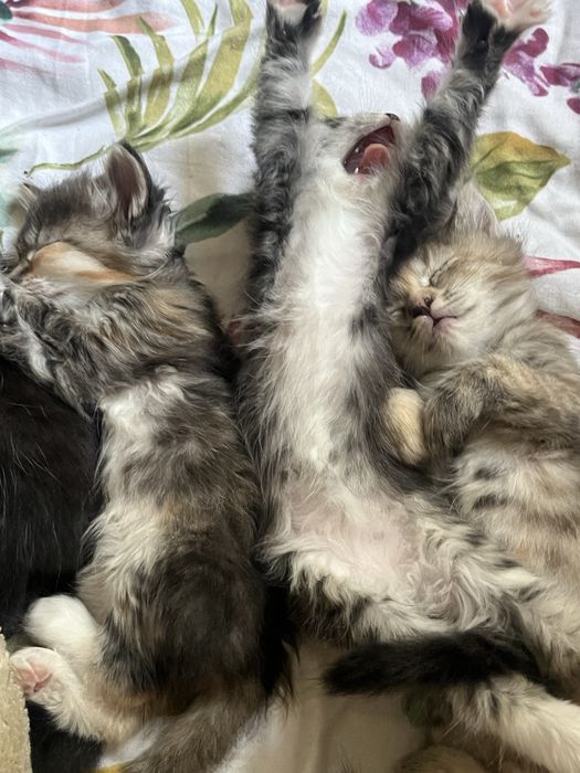 отдам котят в добрые руки