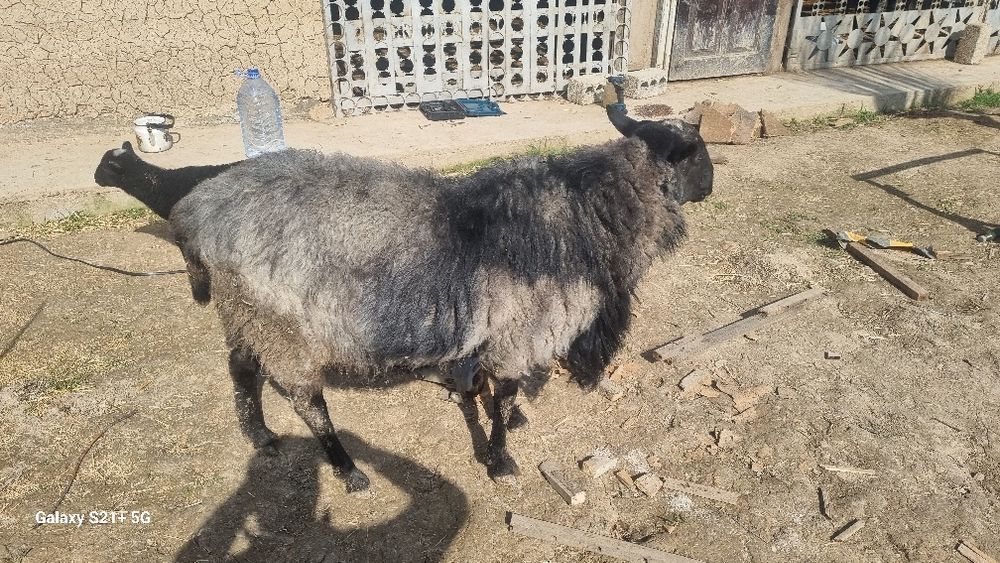 Романов зотли кучкор сотилади,6 милион