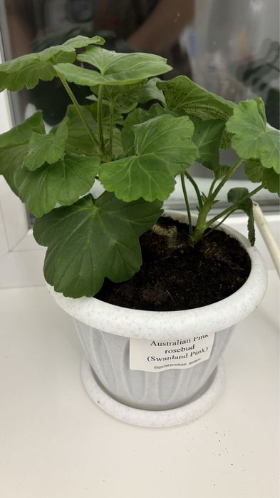 Пеларгония сортовая Australian pink rosebud