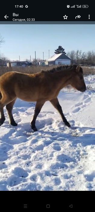 Жылқылар,лошади,соғым.от 450.000