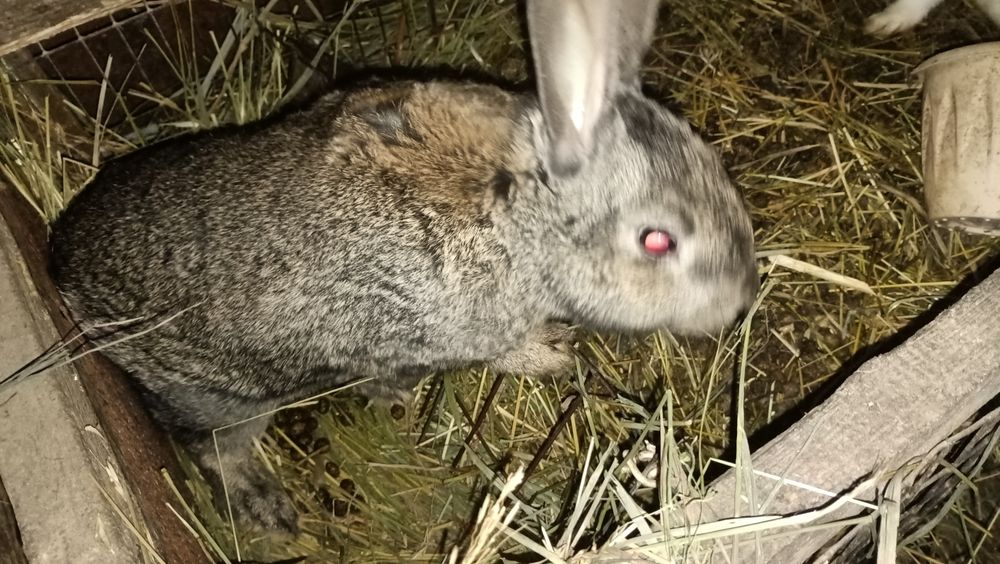 Продам кроликов разных возрастов.