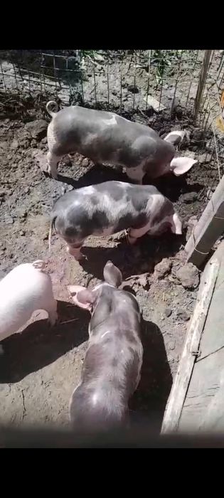 Vând animale de 6saptamani