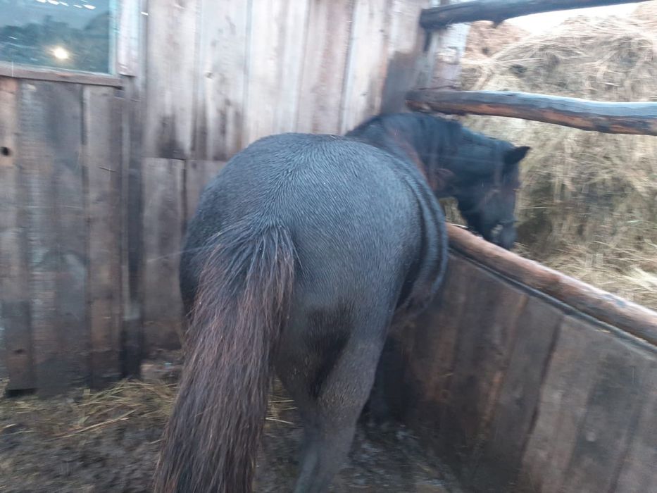 Продается лошадь кобыла