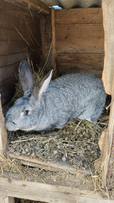 Продам самцов кролика!