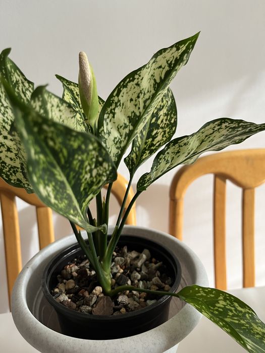 Аглаонема First Diamond