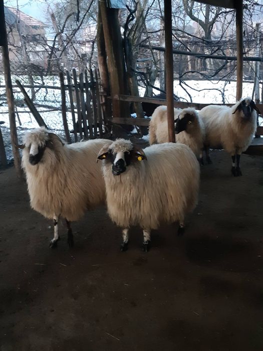 Vând 3 oi cu miei si una gestantă.