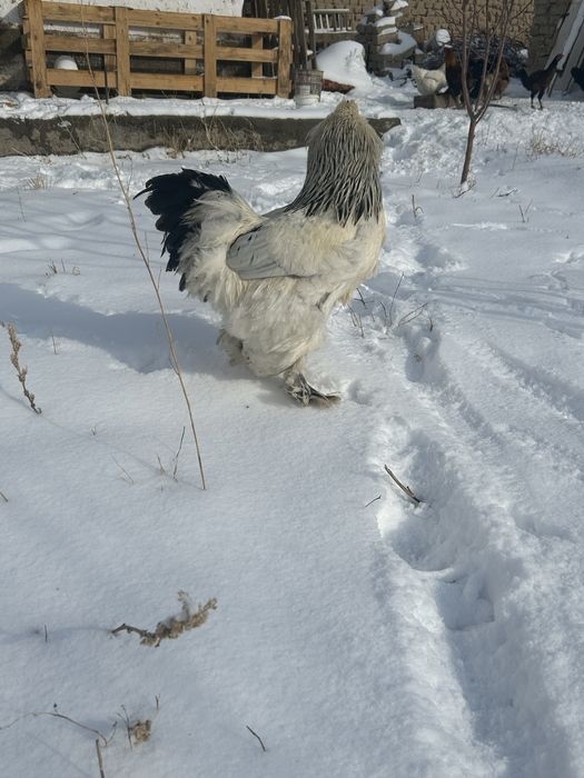 Кептерлер сатылады