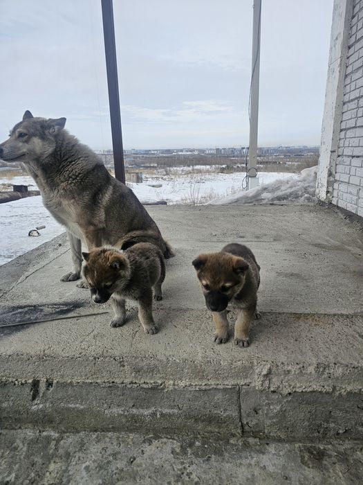 Щенки лайки отдам бесплатно