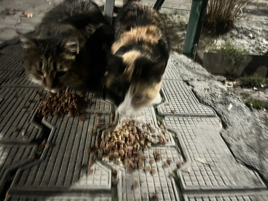 Chiroyli aqlli 5 oylik qiz bola mushuklar hadyaga beriladi