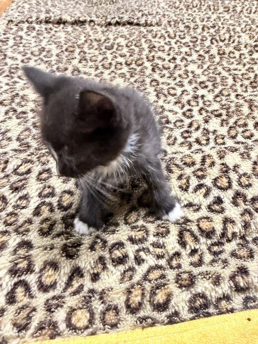 Котята бесплатно Астана