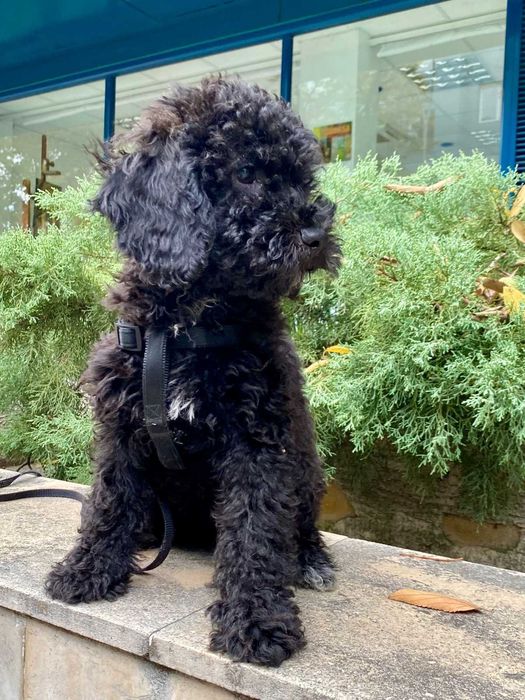 Кавапу -  пудели