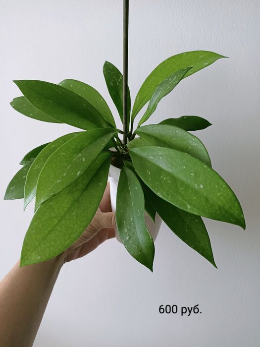 ПРОДАНО Хойя (Hoya publicalyx silver pink)