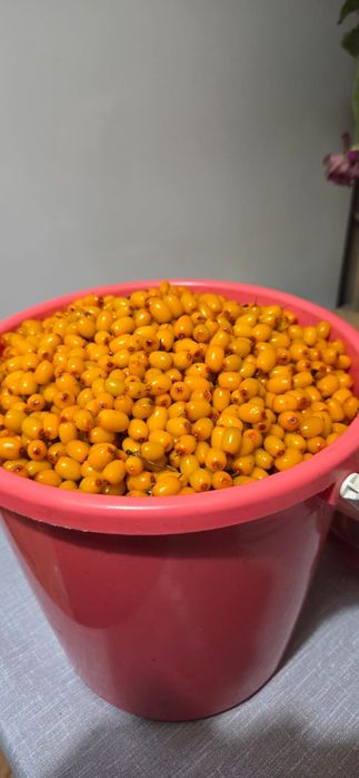 Продам ягоду облепихи