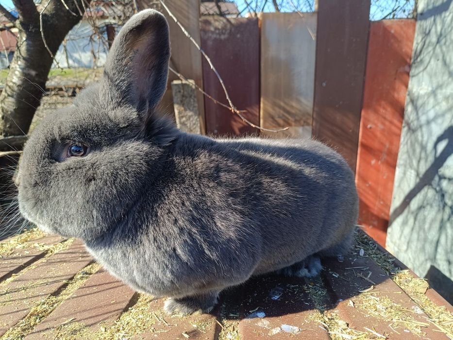 Vienez Albastru mascul