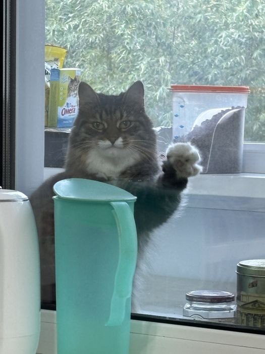 Кошка в добрые руки