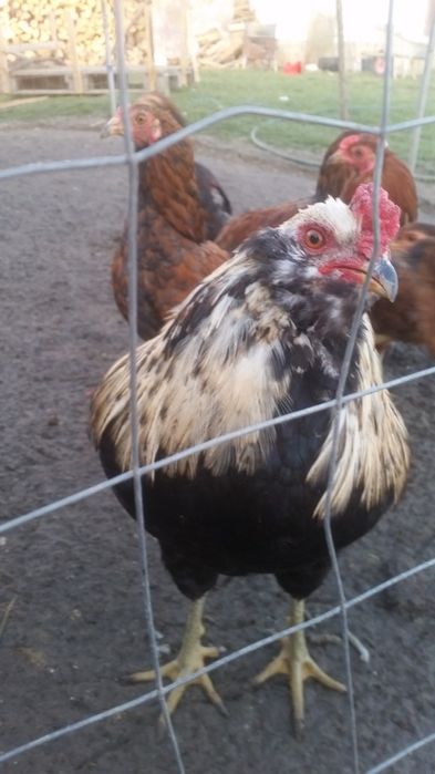 Vând familii de găini Araucana care produc oua verzi fără colesterol