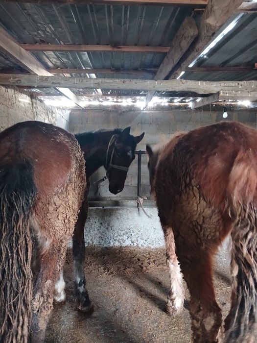 Жылқы байланған соғымға