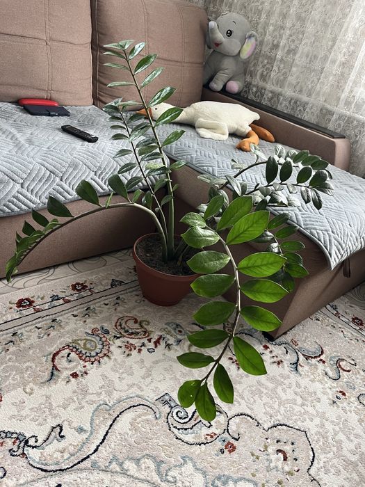 Продам большие домашние цветы