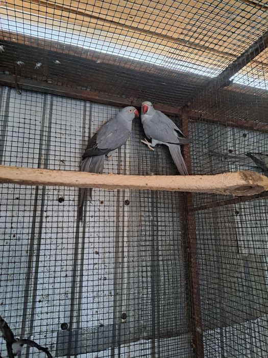 Micul Alexandru maturi