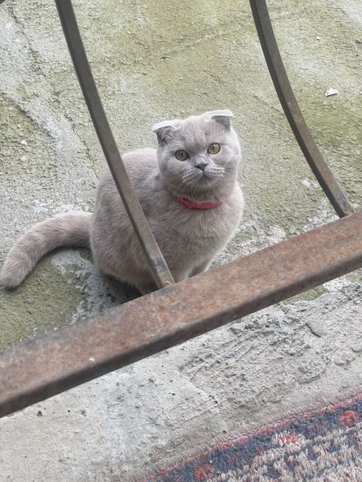 Кот шотландский вислоухий крассавец