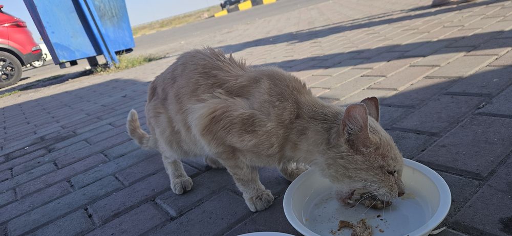нашли рыжего кота кастрата