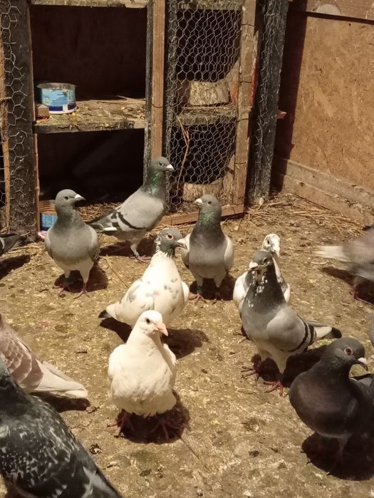 Schimb porumbei voiajori vaccinați și frumosi