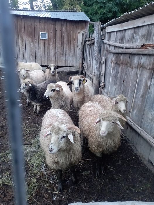 Vând 4 oi  și 3 miei