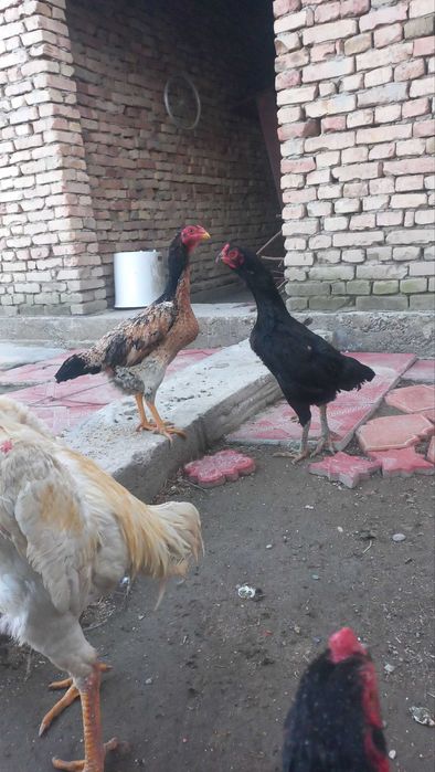 kulangi.Shamo .turk.karees.dakan.tovuq.mokion