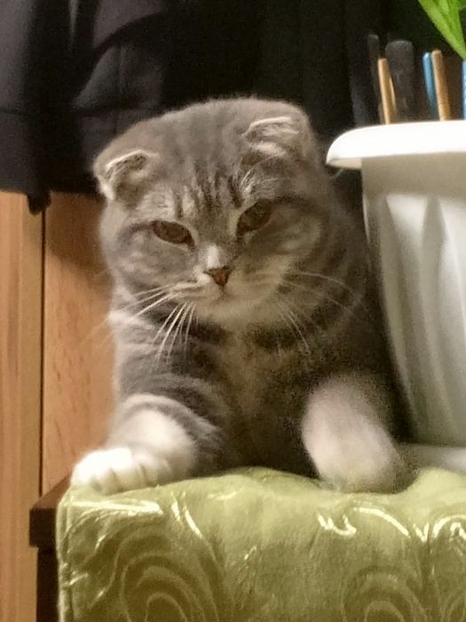 Кошечка  ищет добрых  хозяев