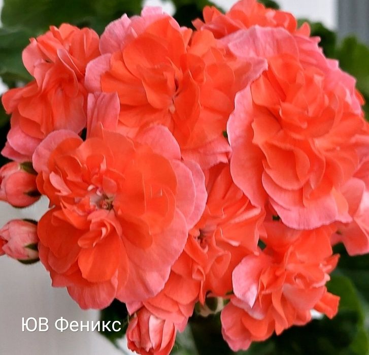 Пеларгонии укорененные