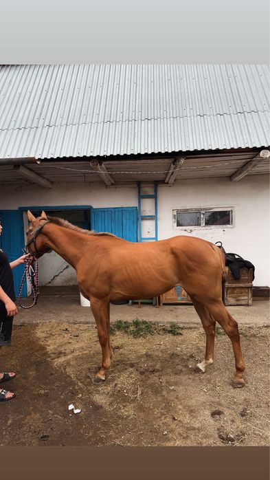 Продам кобылу чк