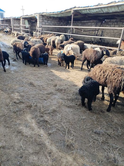 Козылы коилар сатылады