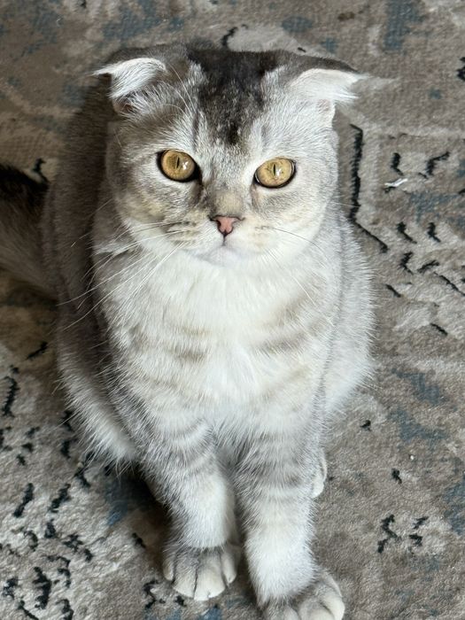 Srochna mushu sotiladi scottish fold ogil bola
