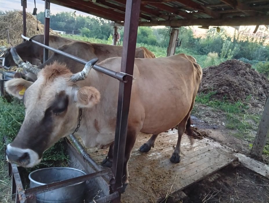 Продам 2 коровы,