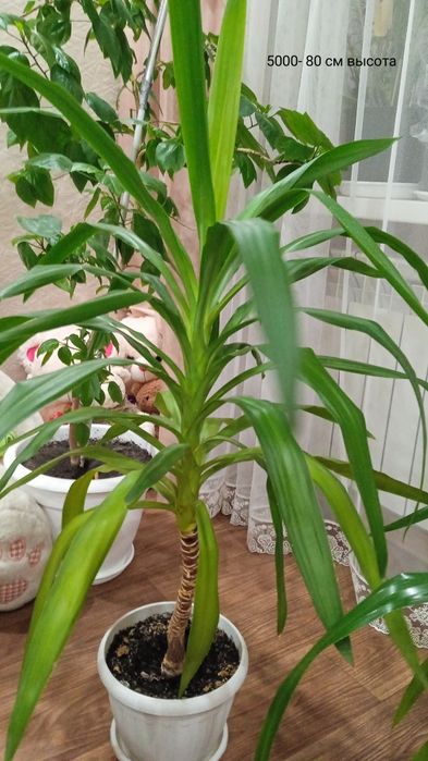 Продам комнатные цветы