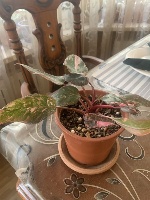 Комнатные цветы в горшках