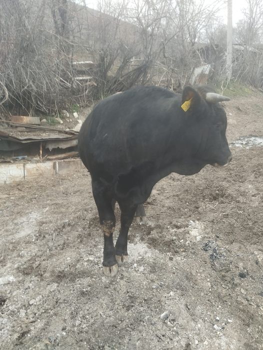 Продам быка 1 год и 5 месяцев