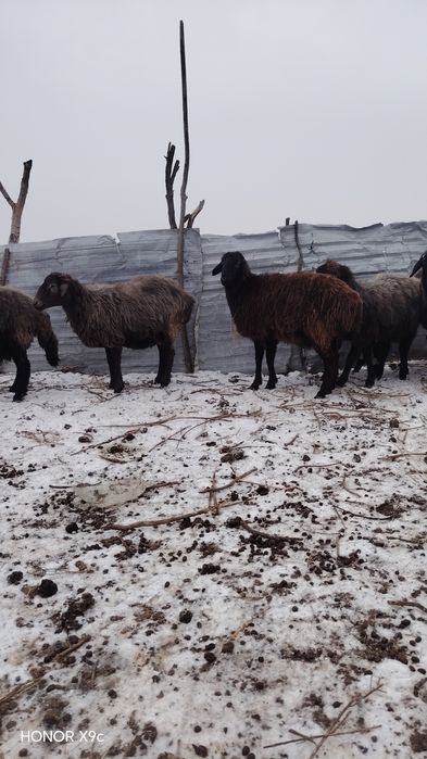 Ona bola va bog'oz qo'ylar sotildi