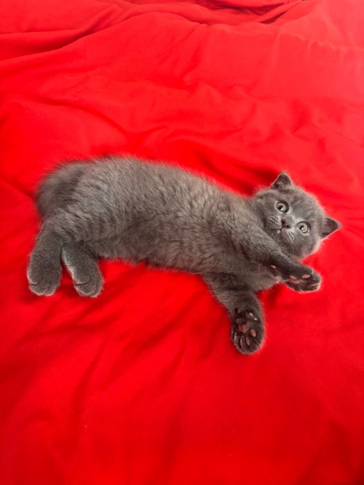 Котенок шотландец
